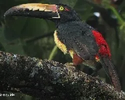 aracari