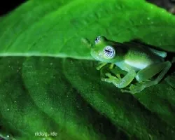 ojitos de menta
