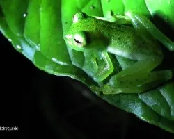 ojitos de menta