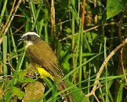 Myiozetetes similis
