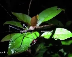 maryseca