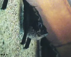 murci