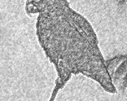 De foto a dibujo