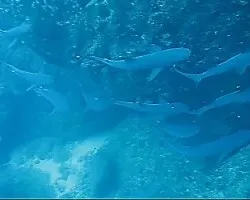Tiburones