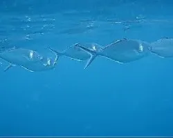 Jureles