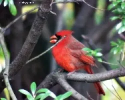 Cardenal