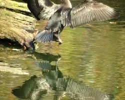Phalacrocorax brasilianus