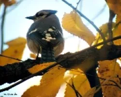 Blue Jay