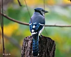 Blue Jay