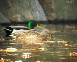Mallard duck