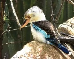 Blue-winged kookaburra