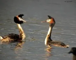 Great crested grebe