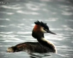 Great crested grebe