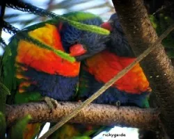 Rainbow lorikeet