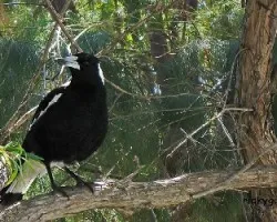 Magpie