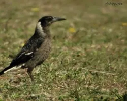 pied butcherbird