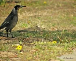 pied butcherbird
