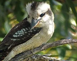 Laughing Kookaburra