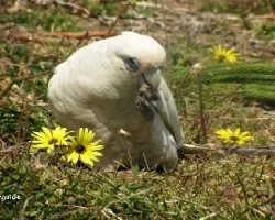 Little Corella