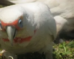 long billed corella