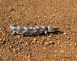 Tiliqua rugosa rugosa
