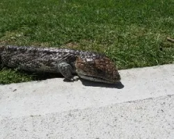 Tiliqua rugosa rugosa