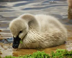 Black swan