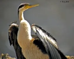 Darter