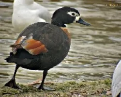Shelduck