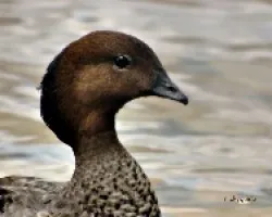 Australian wood duck