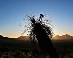 a palmera