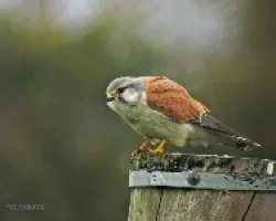 Kestrel