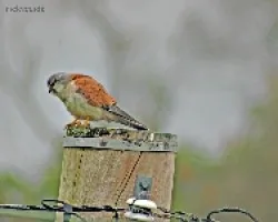 Kestrel