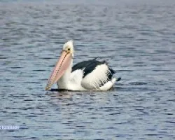 Pelicano Blanco Australiano