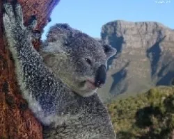 Koala