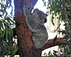 Koala