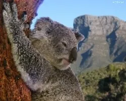Koala2