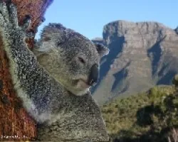 Koala