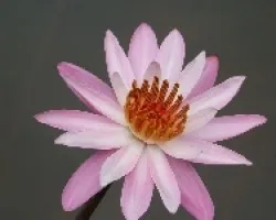Nenufar