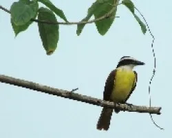Pitangus sulphuratus