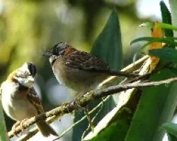 Zonotrichia capensis