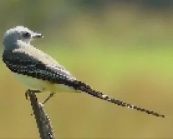 Tyrannus forficatus