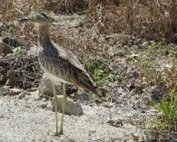 Burhinus bistriatus