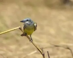 Tyrannus melancholicus