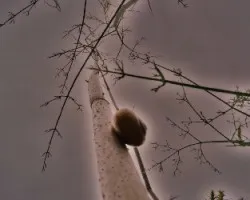 caracol