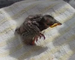 pajaro