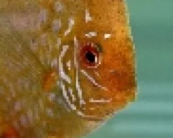 Pez disco Pigeón