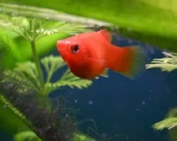 Platy Rojo Wagtail