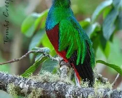Pharomachrus mocinno