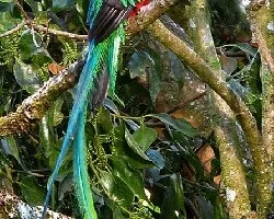 Pharomachrus mocinno
